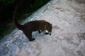 A coati in Tikal
