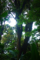 Cloud Forest, Monteverde, Costa Rica